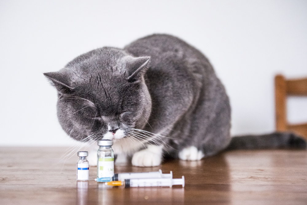 Annual Wellness - Cat With Vaccines