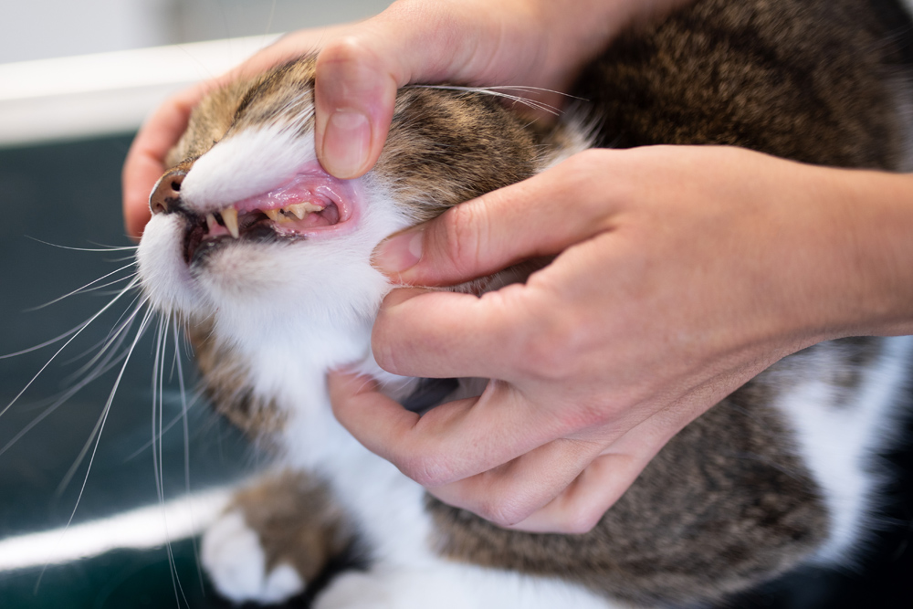 Pet Dentistry - Cat Mouth