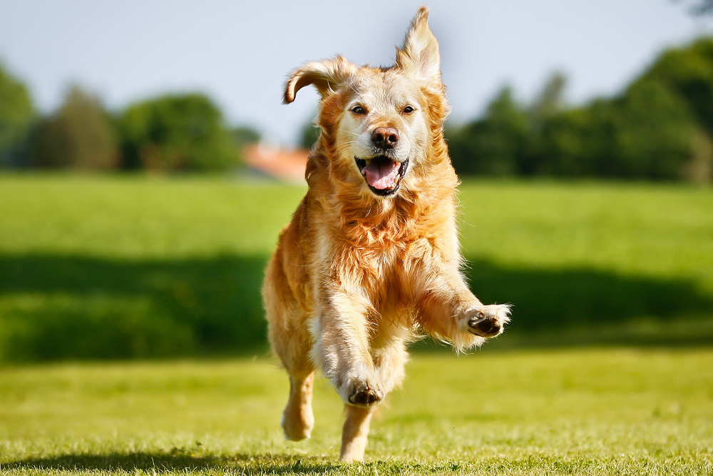 Microchip - Dog Running in Field